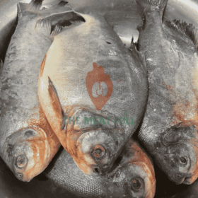 Pacu Owere Fish 1kg cleaned and ready to cook from MeatMill Nigeria