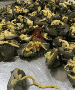 Fresh Medium Snail – 10 Pieces Cleaned and Ready to Cook from MeatMill Nigeria