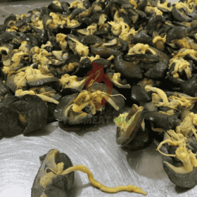 Fresh Medium Snail – 10 Pieces Cleaned and Ready to Cook from MeatMill Nigeria