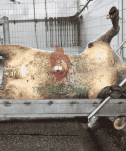 Fresh Whole Cow 136kg premium beef cuts, HACCP, SON, and NAFDAC certified