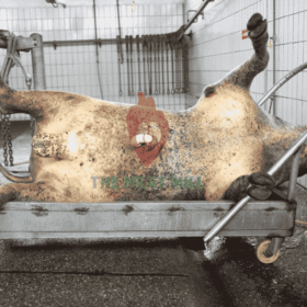 Fresh Whole Cow 136kg premium beef cuts, HACCP, SON, and NAFDAC certified