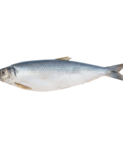 Herring fish (Shawa)