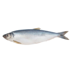 Herring (shawa) 10kg Herring fish (Shawa)
